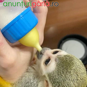 Imagine anunţ Maimuță veveriță femelă disponibilă