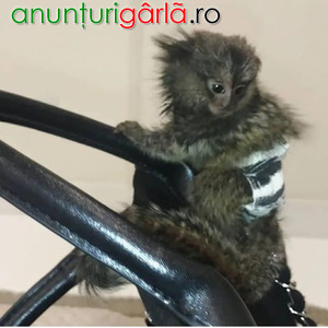 Imagine anunţ Maimuțe Marmoset adorabile disponibile