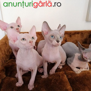 Imagine anunţ Pisicuțe Sphynx Purrbalds de vânzare