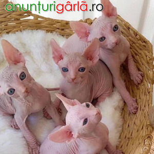 Imagine anunţ Pisicuțe Sphynx femele adorabile de vânzare