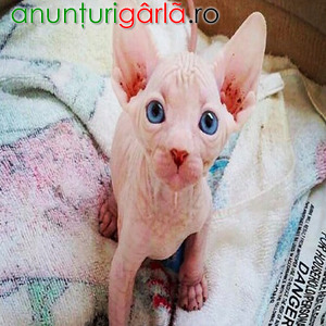 Imagine anunţ Pisicuțe Sphynx masculi cu vârf ascuțit de vânzare