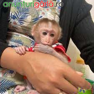 Imagine anunţ Pui de maimuță Capucină de vânzare