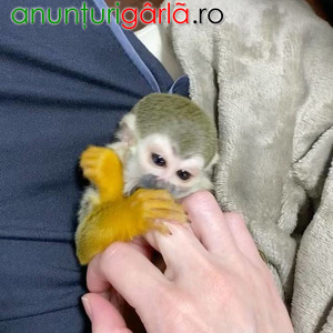 Imagine anunţ Adorabilă maimuță păianjen disponibilă