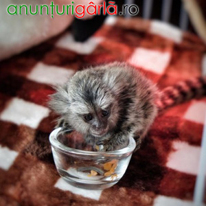 Imagine anunţ Maimuță Marmoset pigmeu gata de o casă nouă