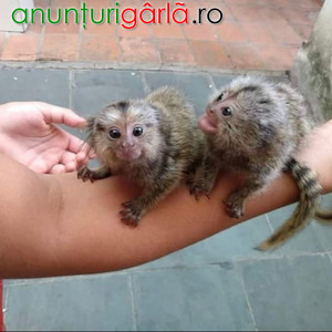 Imagine anunţ Maimuțe Marmoset disponibile