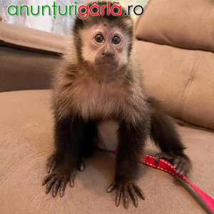 Imagine anunţ Maimuțe capucin adorabile de vânzare