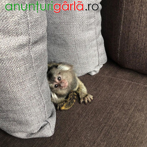 Imagine anunţ Mascul Marmoset sănătos disponibil