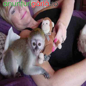 Imagine anunţ Maimuță capucină adorabilă disponibilă