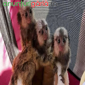 Imagine anunţ Maimuțe marmoset drăguțe și sănătoase de vânzare