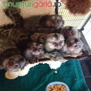 Imagine anunţ Maimuțe marmoset frumoase de vânzare