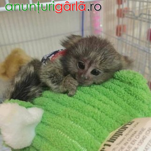 Imagine anunţ Maimuțe marmoset minunate disponibile