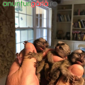 Imagine anunţ Pui de maimuță Marmoset de vânzare
