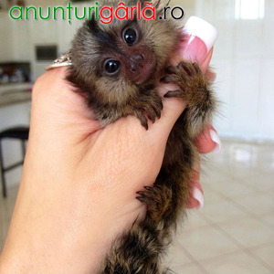 Imagine anunţ Maimuță Marmoset Pigmee Dresată disponibilă