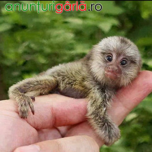 Imagine anunţ Maimuță Marmoset Pigmeu de vânzare