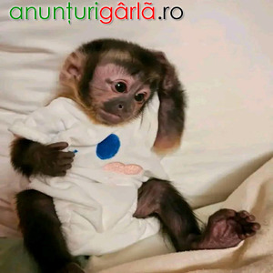 Imagine anunţ Maimuțe capucin superbe de vânzare