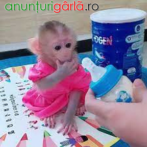 Imagine anunţ Maimuțe capucine minunate disponibile