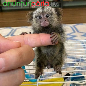Imagine anunţ Maimuțe marmoset au nevoie de o casă nouă