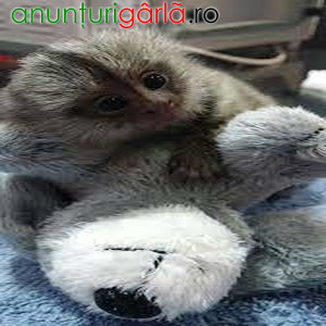 Imagine anunţ Maimuțe marmoset minunate disponibile