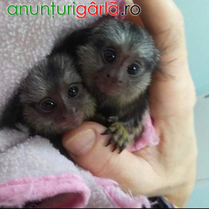 Imagine anunţ Maimuțe marmoset sănătoase de vânzare
