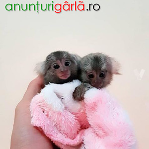 Imagine anunţ Mamimuțe marmoset drăguțe de vânzare