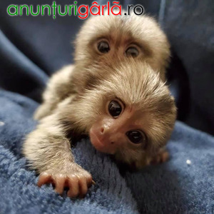 Imagine anunţ Mamițuțe Marmoset pui care au nevoie de o casă nouă