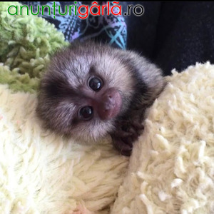 Imagine anunţ Maimuță Marmoset disponibilă