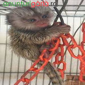 Imagine anunţ Maimuțe Marmoset minunate care au nevoie de o casă nouă