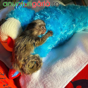 Imagine anunţ Maimuțe Marmoset pigmee gemene de vânzare