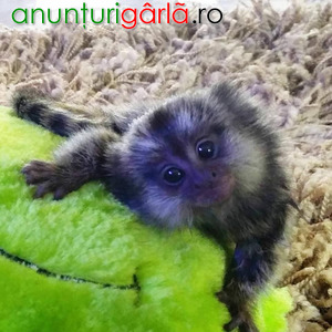 Imagine anunţ Maimuțe Marmoset super drăguțe disponibile acum