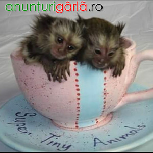 Imagine anunţ Maimuțe marmoset pigmee disponibile