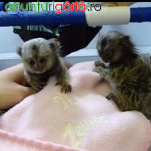 Imagine anunţ Maimuță Marmoset adorabilă disponibilă pentru adopție