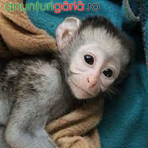 Imagine anunţ Maimuțe Capucin (mascul și femelă) adorabile de vânzare
