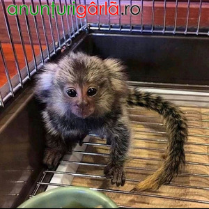 Imagine anunţ Maimuțe Marmoset adorabile, disponibile acum