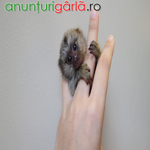 Imagine anunţ Maimuțe Marmoset pitice (de mărimea unui deget) de vânzare