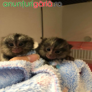 Imagine anunţ Pui de marmosetă inteligenți pentru adopție