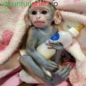 Imagine anunţ Pui superbi de maimuță Marmoset de vânzare