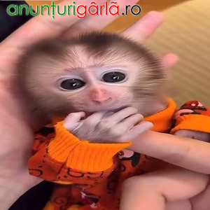 Imagine anunţ Maimuță capucin cu față albă disponibilă