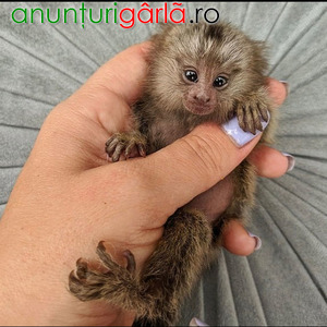 Imagine anunţ Maimuțe Marmoset drăgălașe, disponibile!