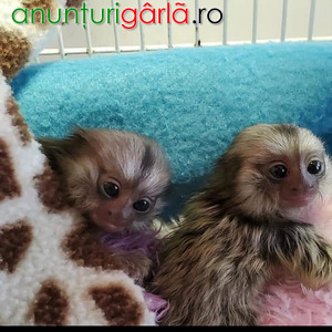 Imagine anunţ Maimuțe Marmoset sănătoase de vânzare