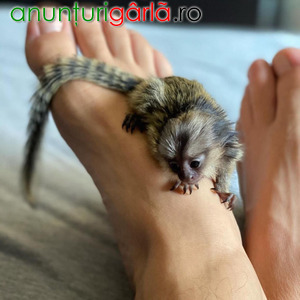 Imagine anunţ Maimuțe marmoset pitice (de mărimea unui deget), disponibile pentru adopție