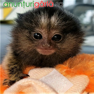 Imagine anunţ Maimuțe marmoset superbe de vânzare