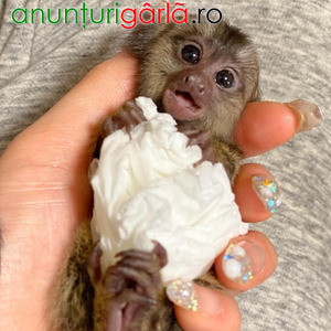 Imagine anunţ Maimuțe marmoset superbe, disponibile pentru adopție