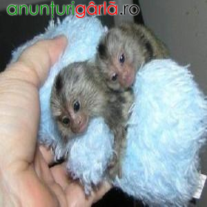 Imagine anunţ Pereche de maimuțe Marmoset disponibilă