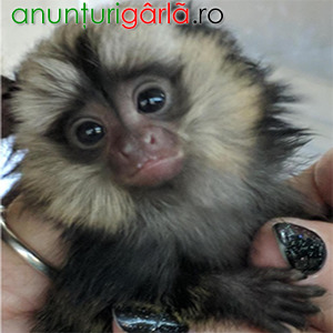 Imagine anunţ Pui adorabili de maimuță capucin de vânzare