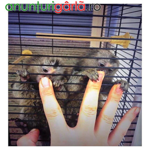 Imagine anunţ Pui de marmoset minunați, disponibili