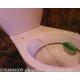 Imagine anunţ Vas de WC cu Bideu in acelasi obiect sanitar