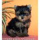Imagine anunţ Vand yorkshire terrier mini extra cu pedigree