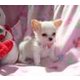 Imagine anunţ Lovely T-Cup Catei Chihuahua De vanzare