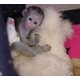 Imagine anunţ manta cu glugă maimuţe pentru adoptarea