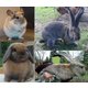 Imagine anunţ vand familii chinchilla 4+1. 150 eurofamilie. Vand iepuri uriasul belgian, berbec german, californian